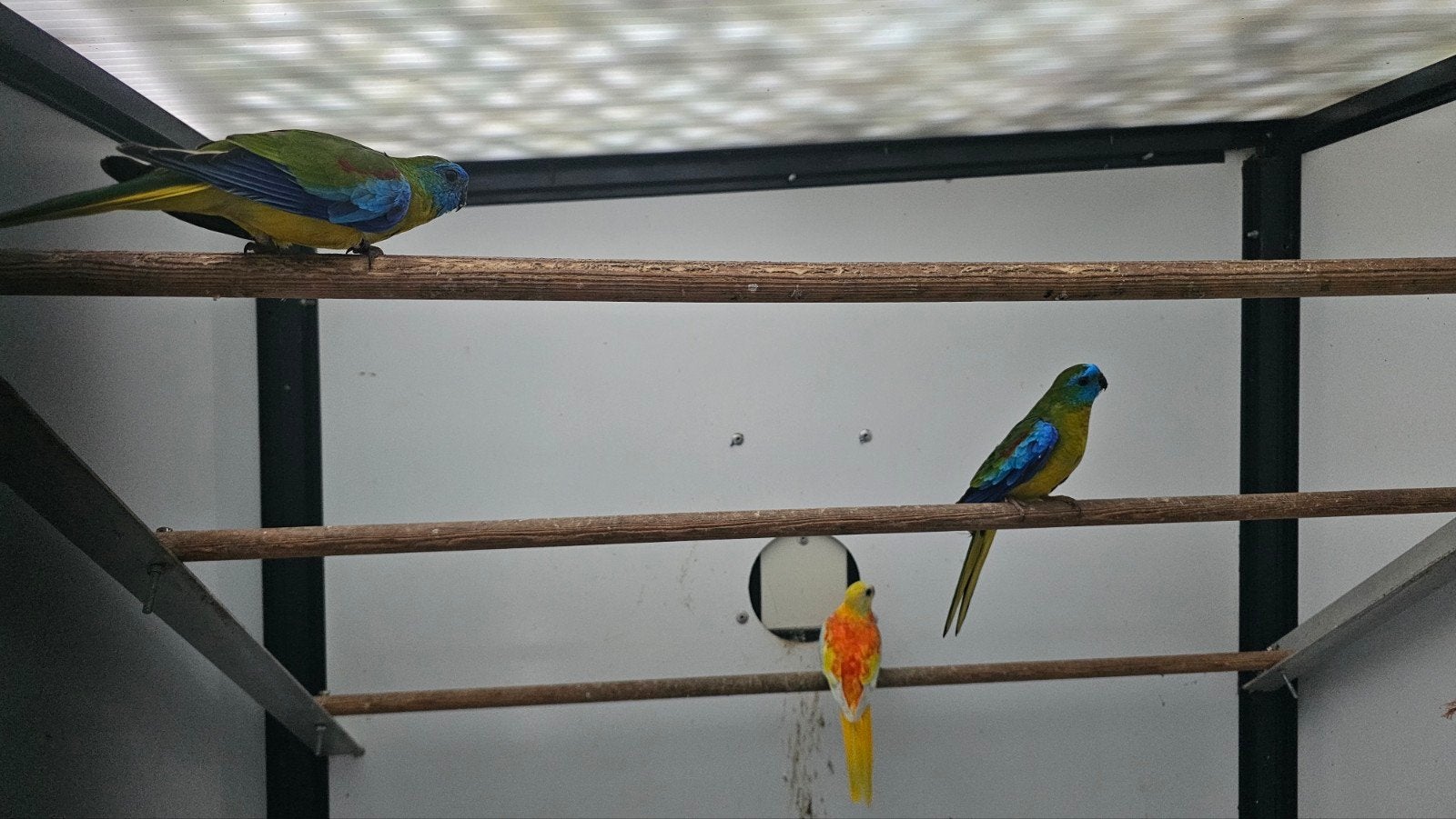 2-1 Turquoisine parkieten, Meerdere dieren, Parkiet