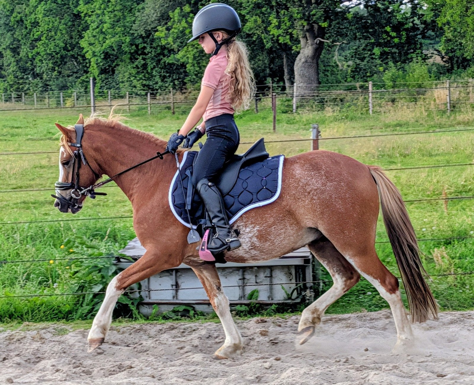 A Welsh pony Rico, Dieren en Toebehoren, Pony's, Met stamboom, Ruin, Zadelmak, A pony (tot 1.17m)