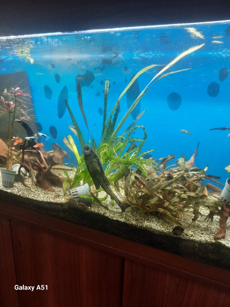 aquarium, Ophalen, Gebruikt, Inclusief vissen, Leeg aquarium