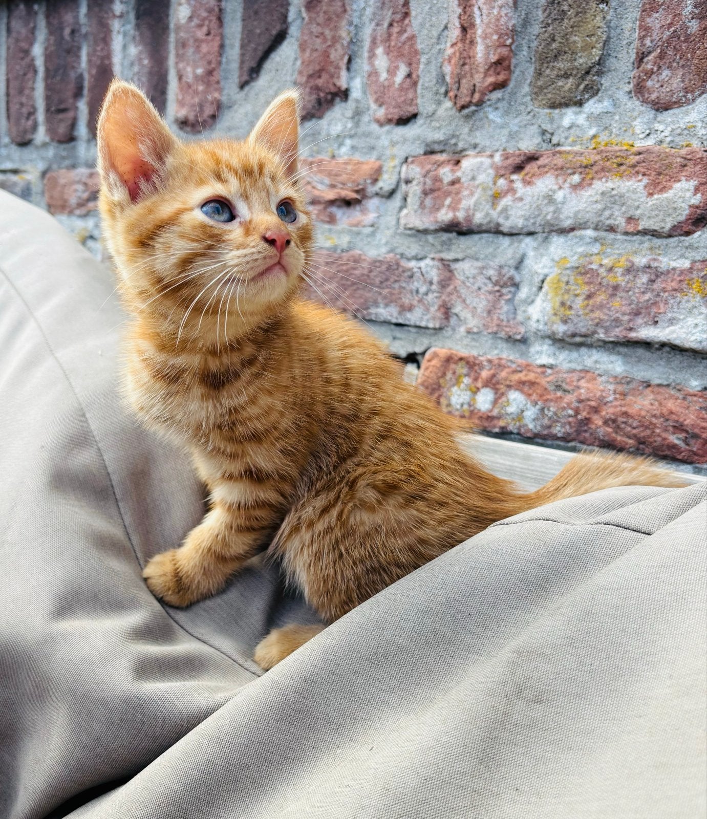 Kittens GERESERVEERD, Dieren en Toebehoren, Meerdere dieren, 0 tot 2 jaar