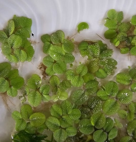 Gratis | drijfplanten + waterplanten | zoetwateraquarium, Ophalen, Nieuw, Plant(en), Steen of Hout