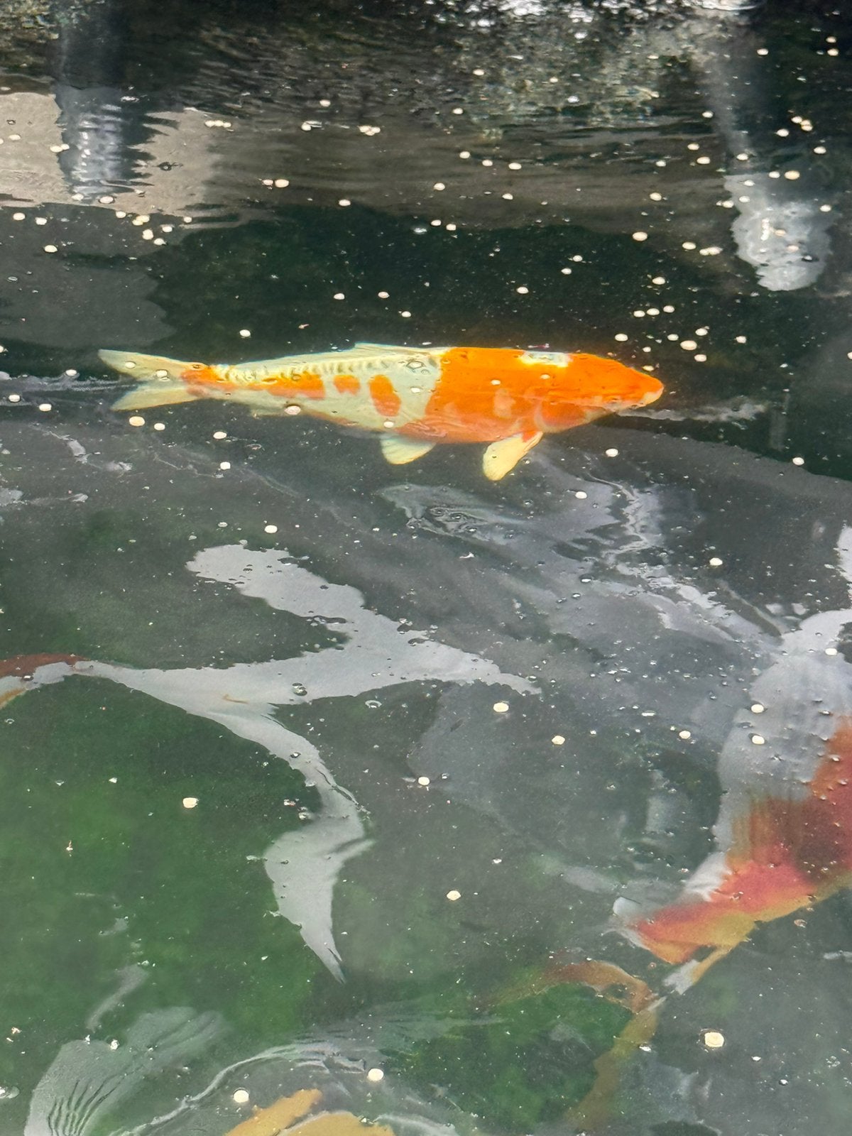 Kikusui, Dieren en Toebehoren, Vissen | Vijvervissen, Karper of Koi