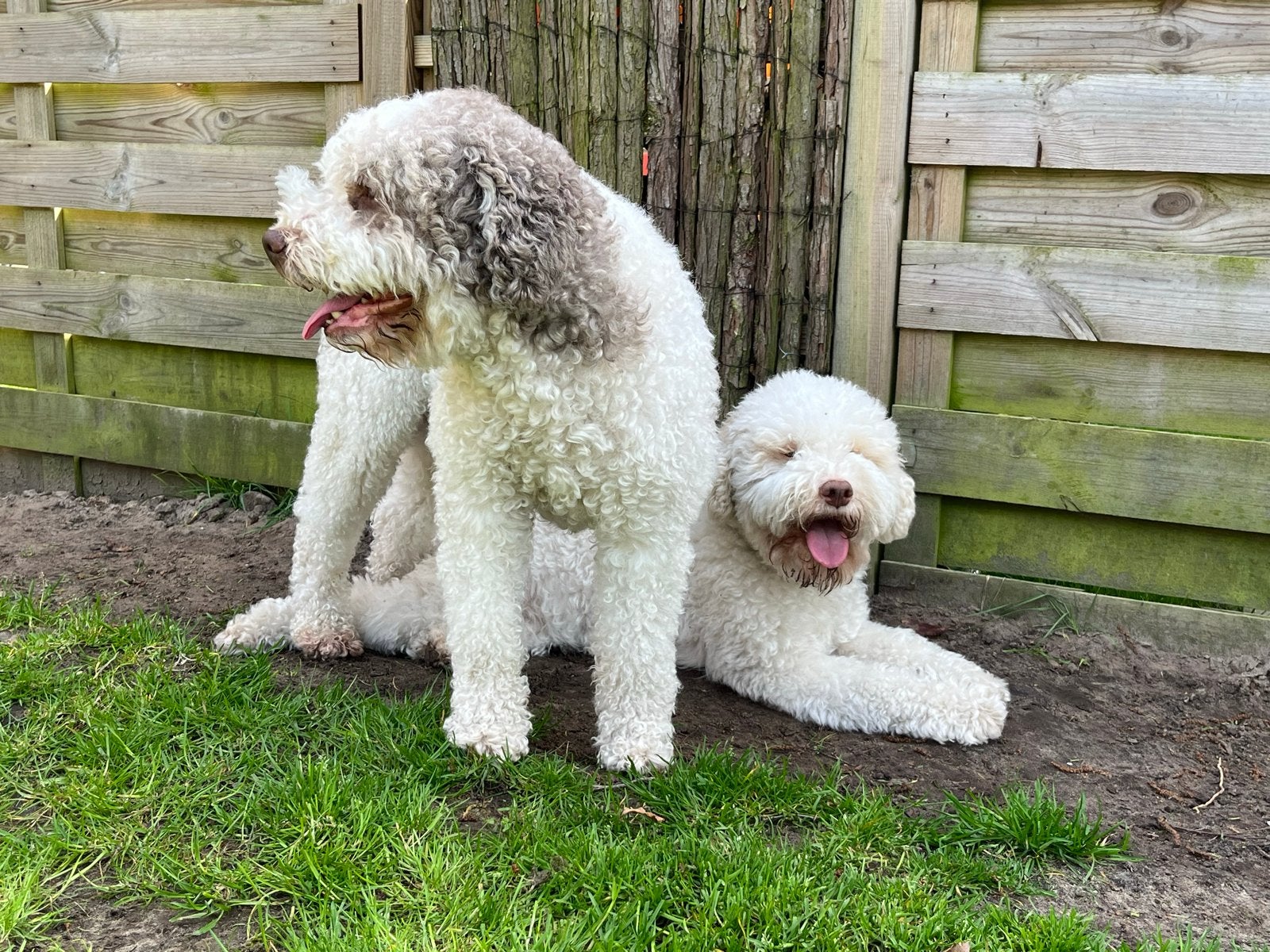 Lagotto Romagnolo pups, Overige rassen, 8 tot 15 weken, Meerdere, Meerdere dieren