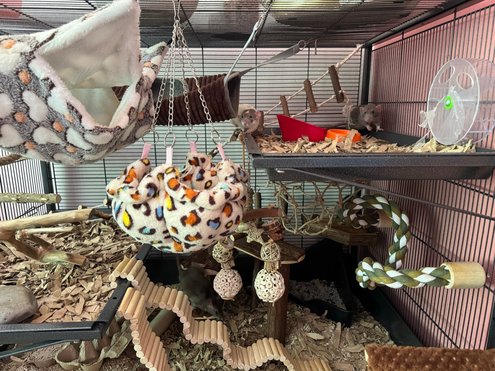 Vier lieve tamme ratjes met kooi, Dieren en Toebehoren, Knaagdieren, Rat, April, Mannelijk, Tam
