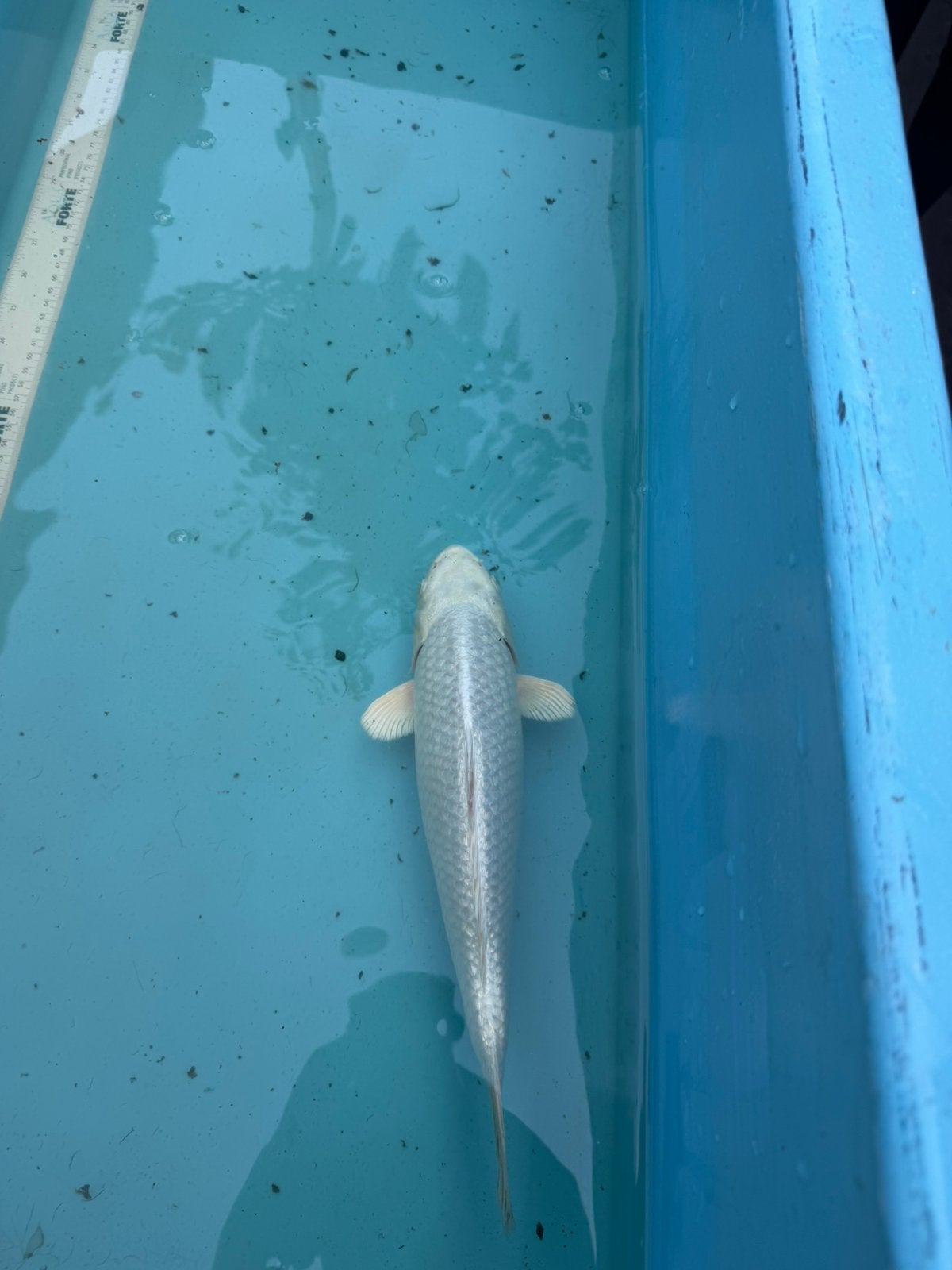 Platinum ogon koi, Karper of Koi