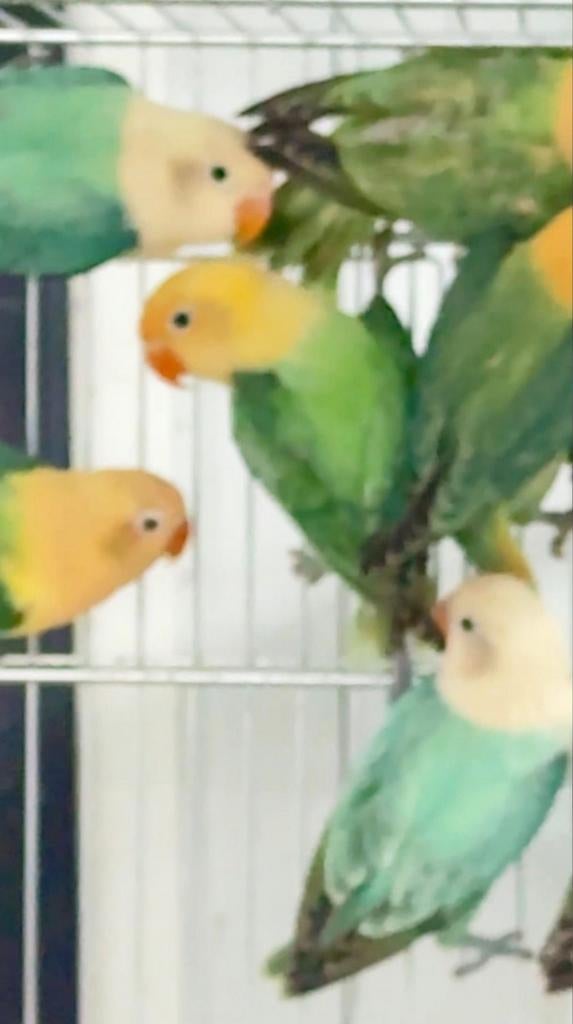 Aqua opaline fischerie s broedrijp, Meerdere dieren, Parkiet, Geringd