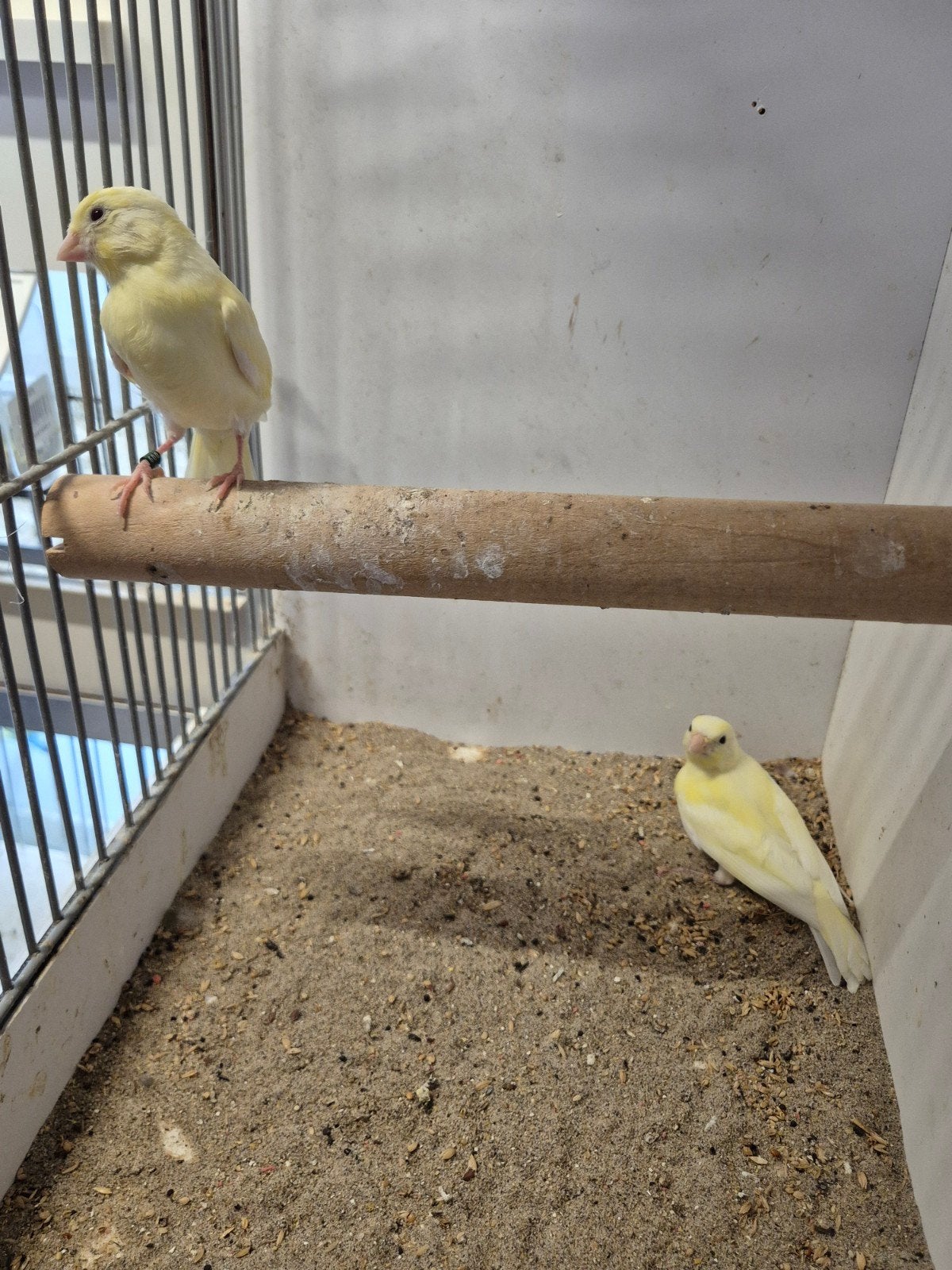 Kanaries, Dieren en Toebehoren, Geslacht onbekend, Kleurkanarie
