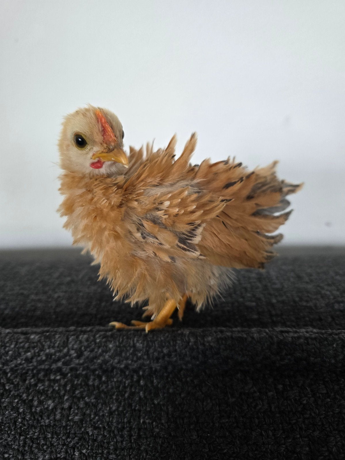 Zeer tam serama krulhaantje, Dieren en Toebehoren, Pluimvee, Mannelijk, Kip