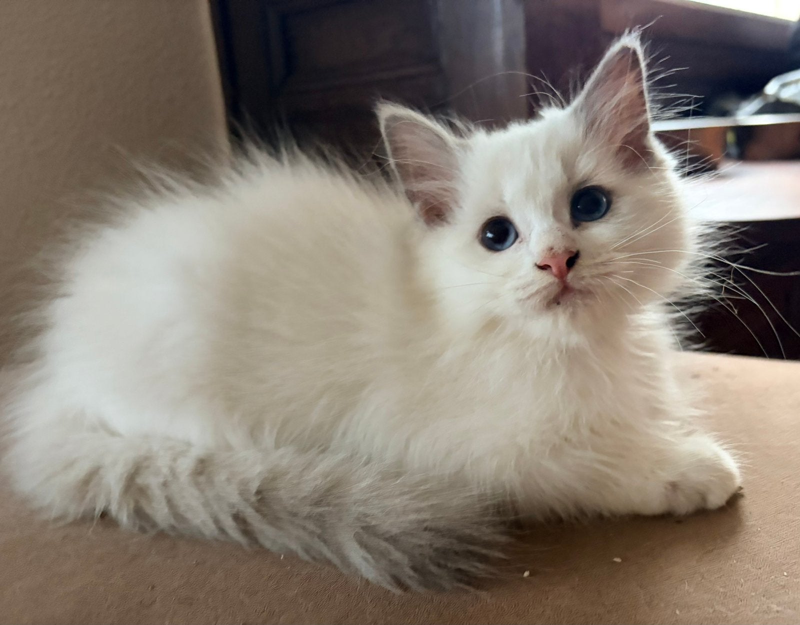 Lieve en sociale Ragdoll kittens (5 poesjes en 1 kater), Meerdere dieren, Ontwormd, 0 tot 2 jaar