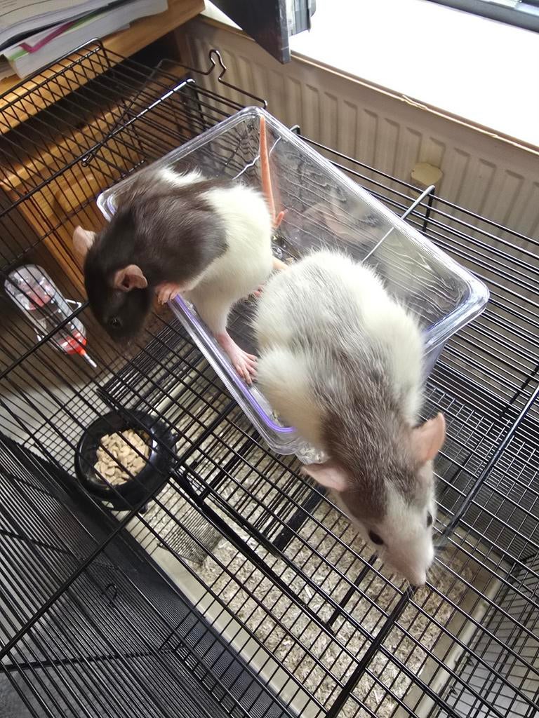 2 Jonge ratten (3mnd) + Luxe kooi (Nieuw €115) + Toebehoren, Dieren en Toebehoren, Knaagdieren, Rat, Februari, Mannelijk, Tam