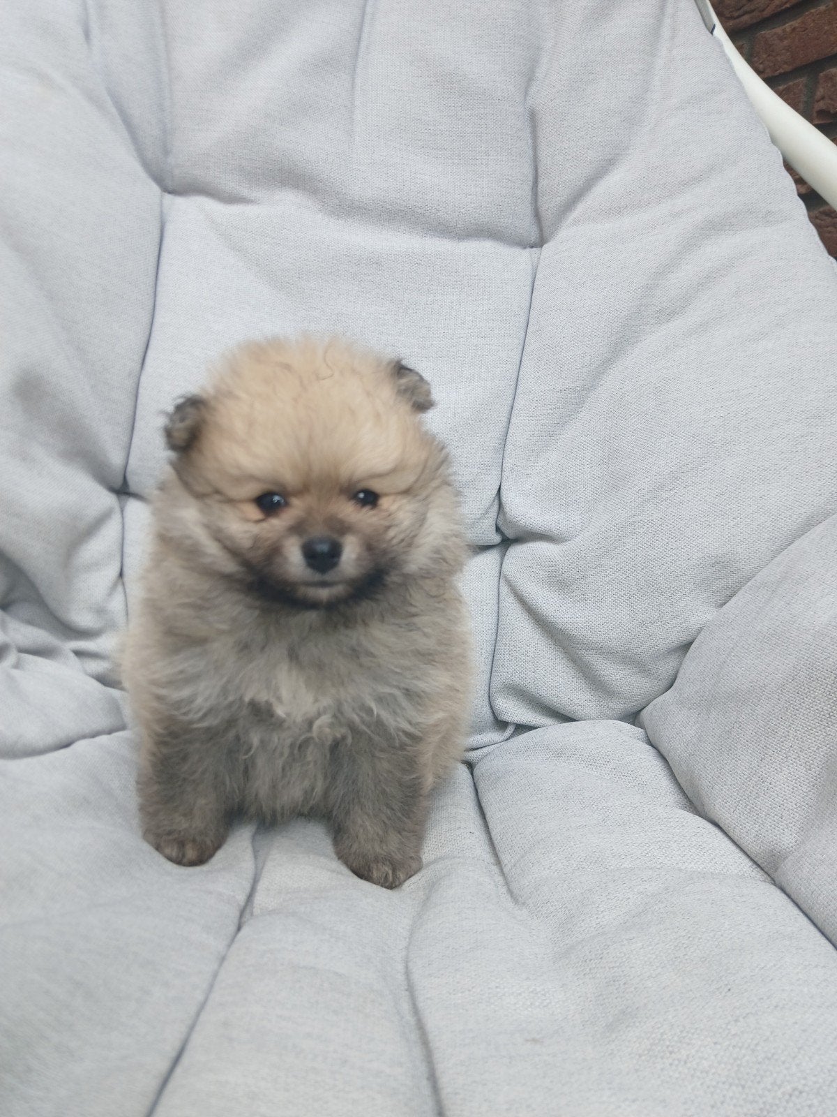 pomeriaan mini bearface, Reu, 8 tot 15 weken, Eén hond, Nederland
