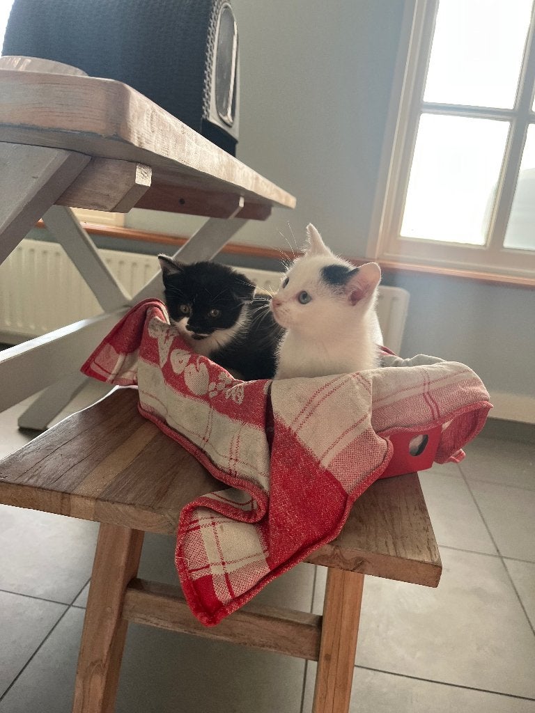 Kittens, Dieren en Toebehoren, Poes, Ontwormd, 0 tot 2 jaar