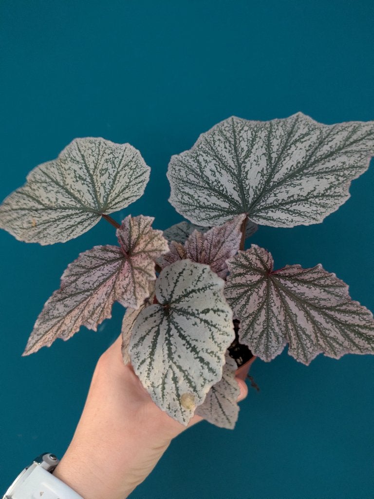 Begonia Pink Minx stekken, Ophalen of Verzenden, Halfschaduw, Minder dan 100 cm