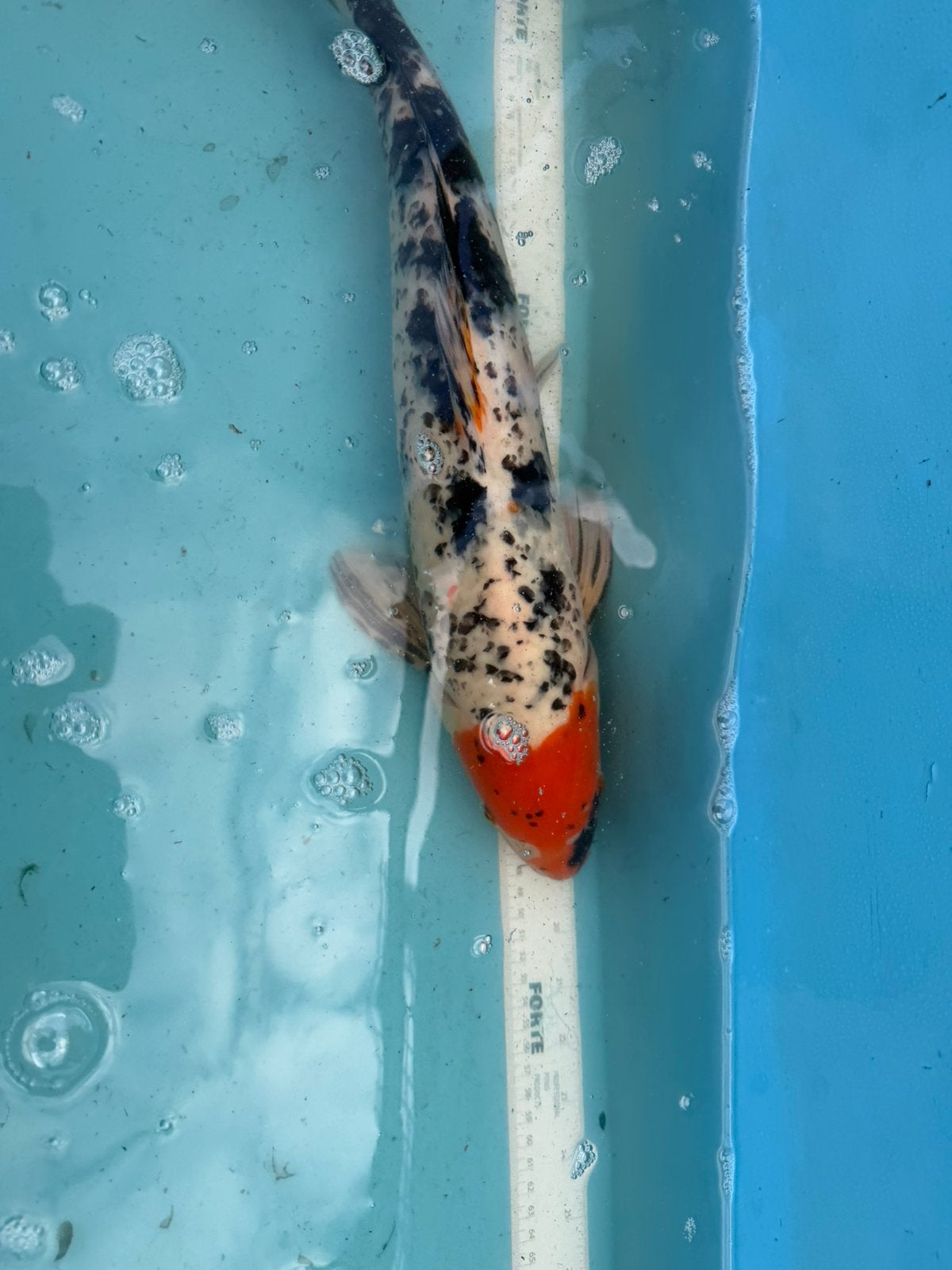 Tancho Showa koi, Karper of Koi