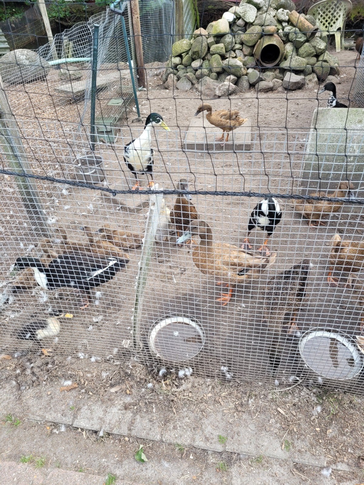 pluimvee, Dieren en Toebehoren, Pluimvee, Meerdere dieren, Eend