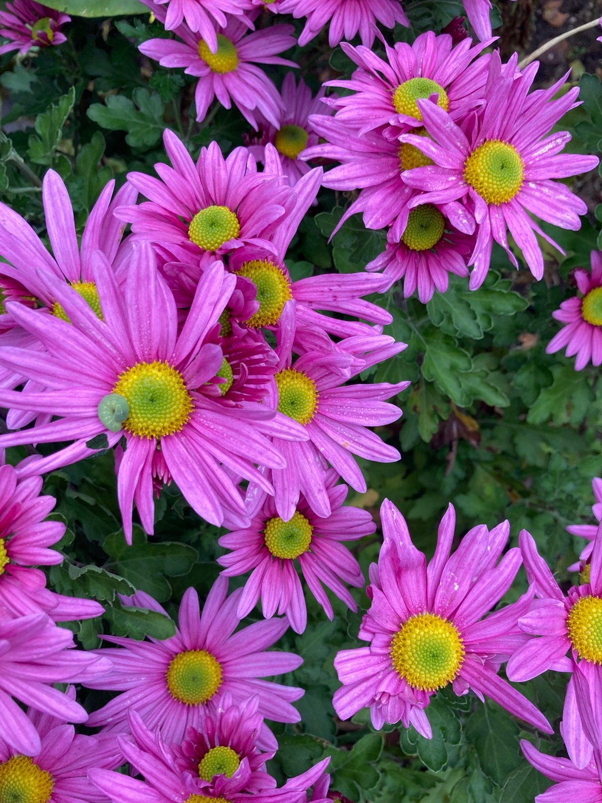 Chrysant Chrysanthemum Snijbloem Vaste Tuinplant Plant, Tuin en Terras, Planten | Tuinplanten, Ophalen, Overige soorten, Halfschaduw