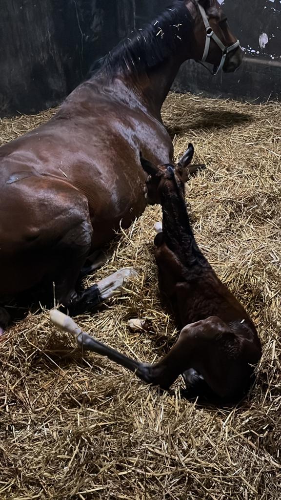 Birth alarm te huur, Dieren en Toebehoren, Ophalen of Verzenden