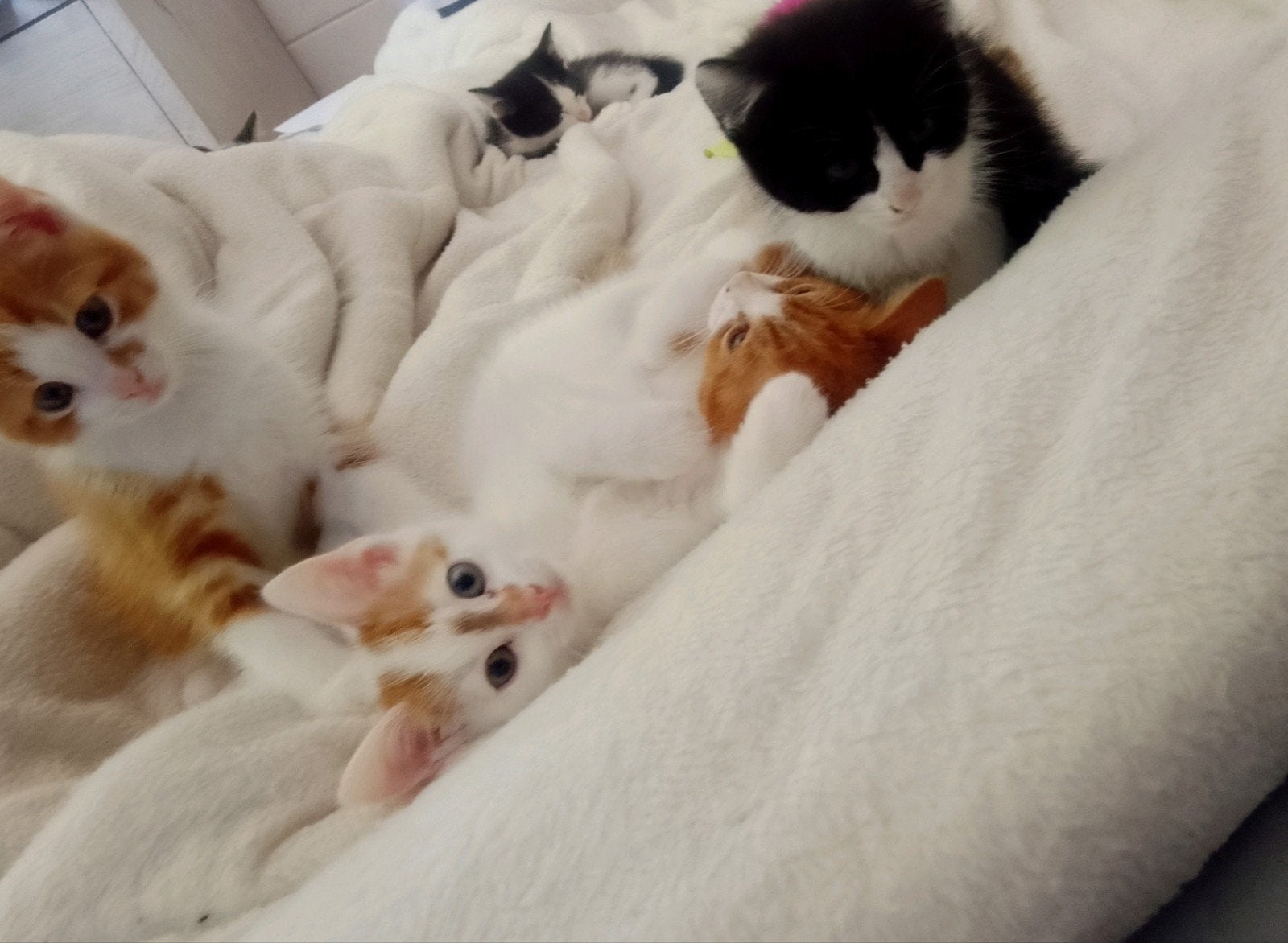 Lieve Kittens te koop, Poes