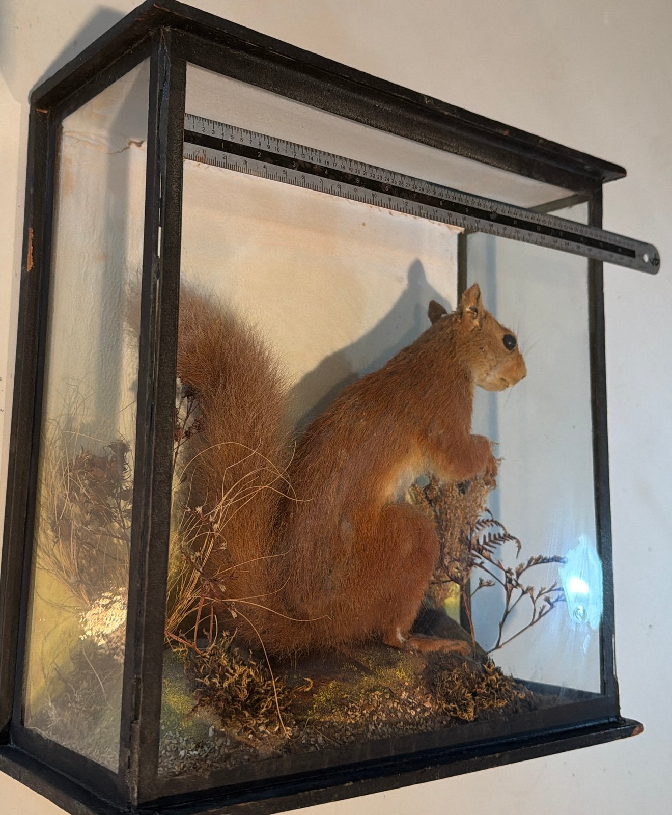 eekhoorn in vitrine (cabinet de curiosités)