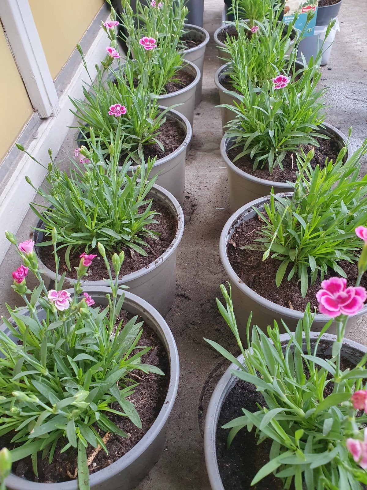 Anjers (Dianthus) in pot - Roze bloemen, Ophalen, Overige soorten, Volle zon