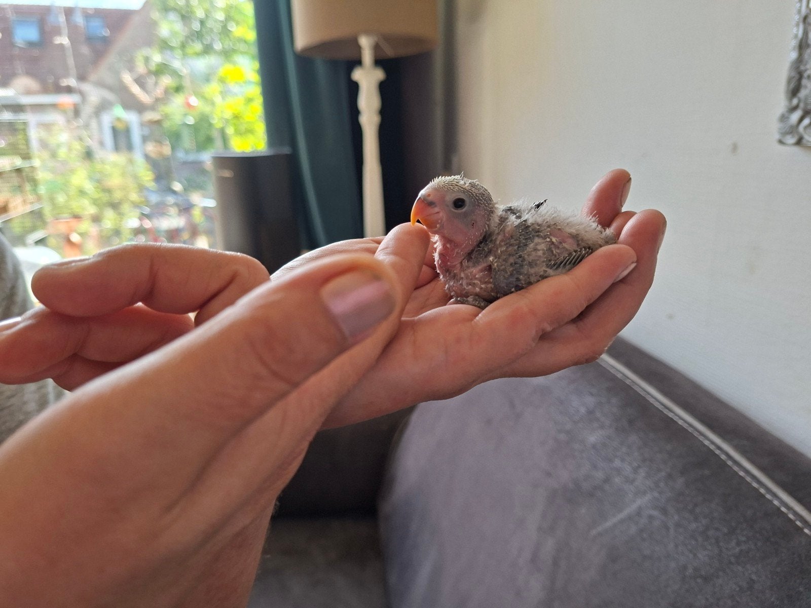 jonge agapornissen geboren roseicollis, Dieren en Toebehoren, Vogels | Parkieten en Papegaaien, Geslacht onbekend, Dwergpapegaai of Agapornis