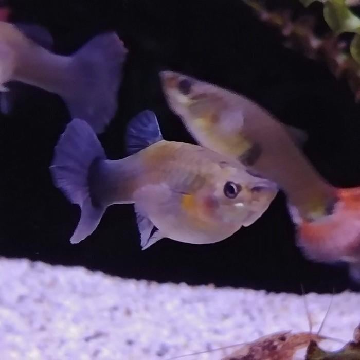 Lebistes reticulatus, Vis