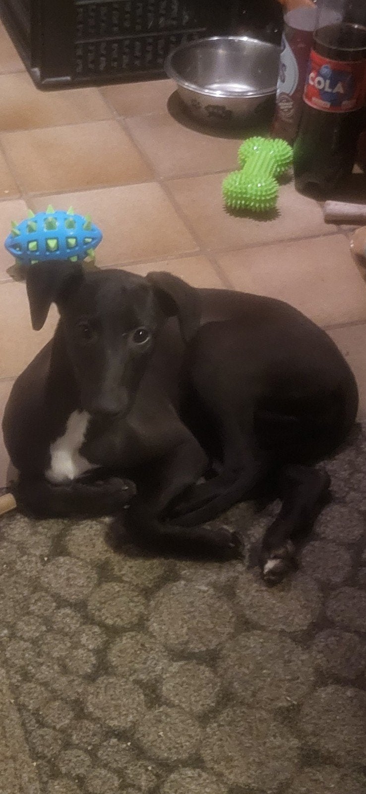 windhond, Overige rassen, 8 tot 15 weken, Teef, Eén hond