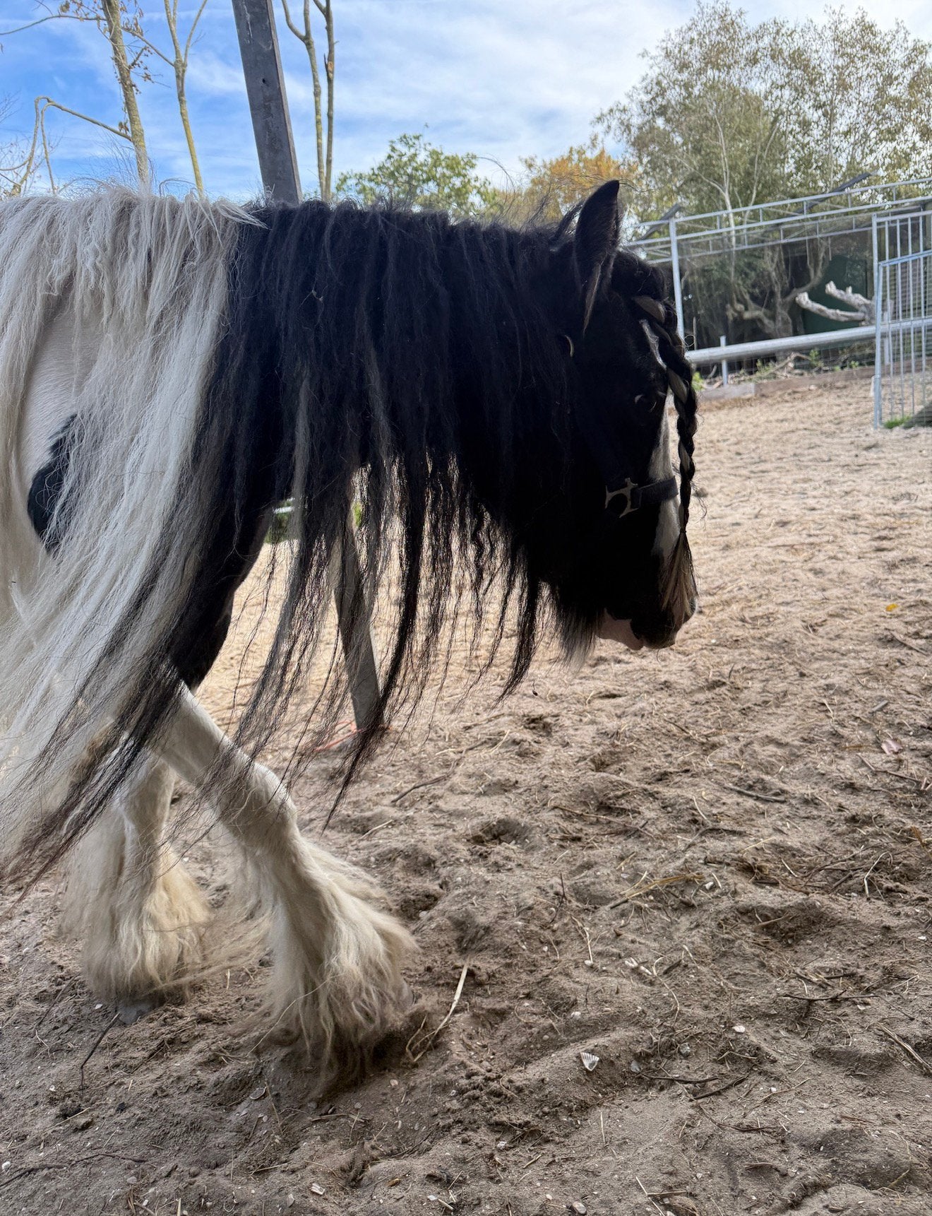 Tinker merrie, Dieren en Toebehoren, Merrie, 7 tot 10 jaar, Onbeleerd, Recreatiepony