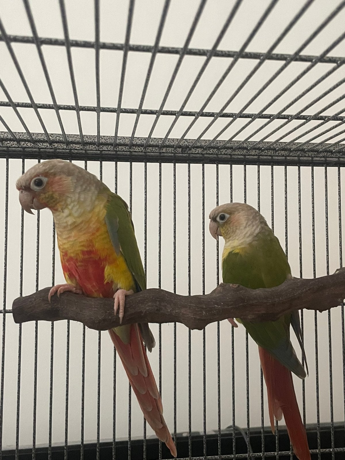 Pyrrhura koppel, Meerdere dieren, Parkiet, Geringd