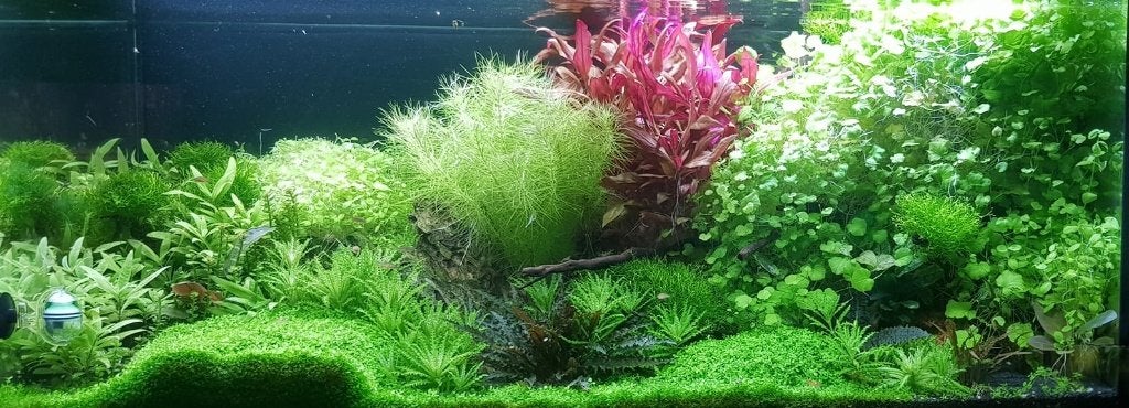 aquarium planten, altijd verse planten, bestel on line!, Dieren en Toebehoren, Ophalen of Verzenden, Nieuw, Plant(en), Steen of Hout