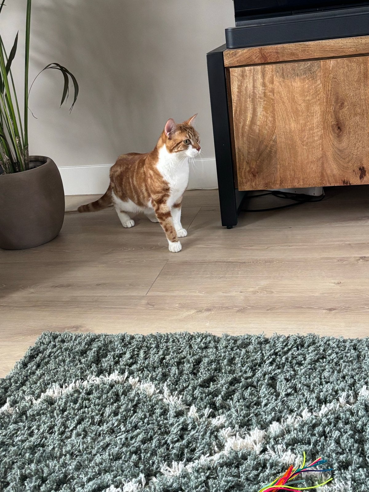 Lieve Kater - bijna 2 jaar oud, Dieren en Toebehoren, Kater, Kortharig, 0 tot 2 jaar