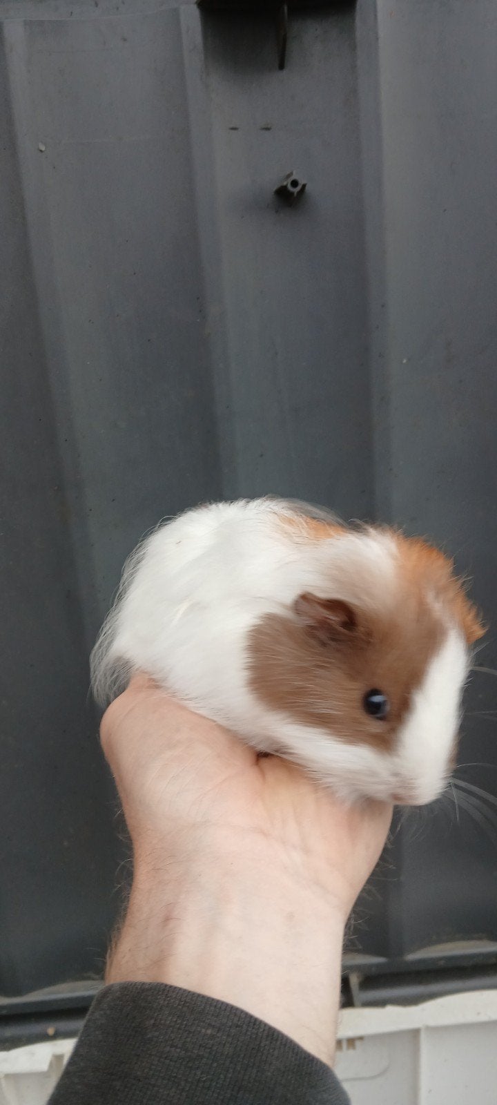 super mooi en tam jong cavia zeugje (vrouwtje) half langhaar, Dieren en Toebehoren, Cavia, Juni, Vrouwelijk, Tam