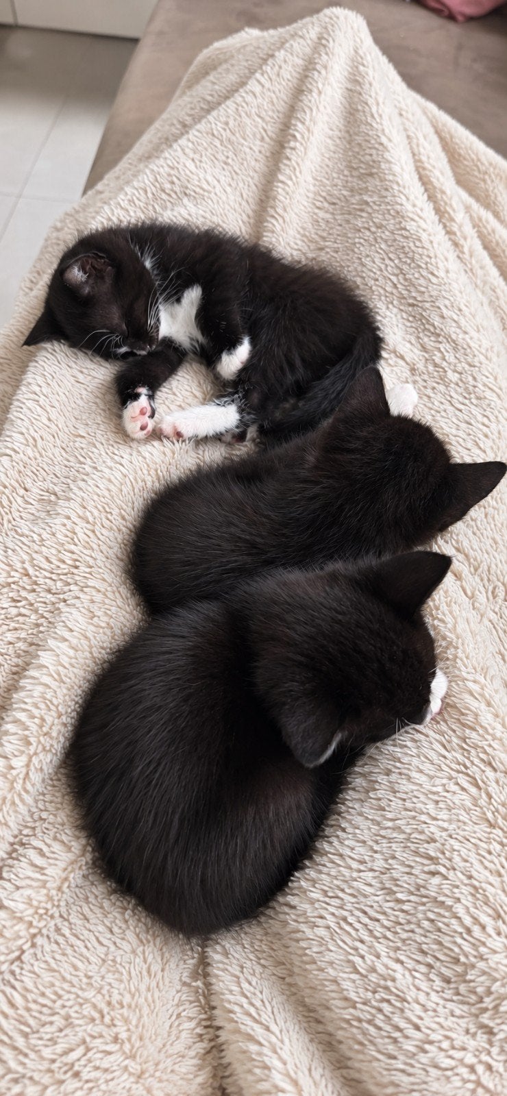3 lieve katertjes – kruising Blauwe Rus x Europese korthaar, Dieren en Toebehoren, Katten en Kittens | Overige Katten, Kater