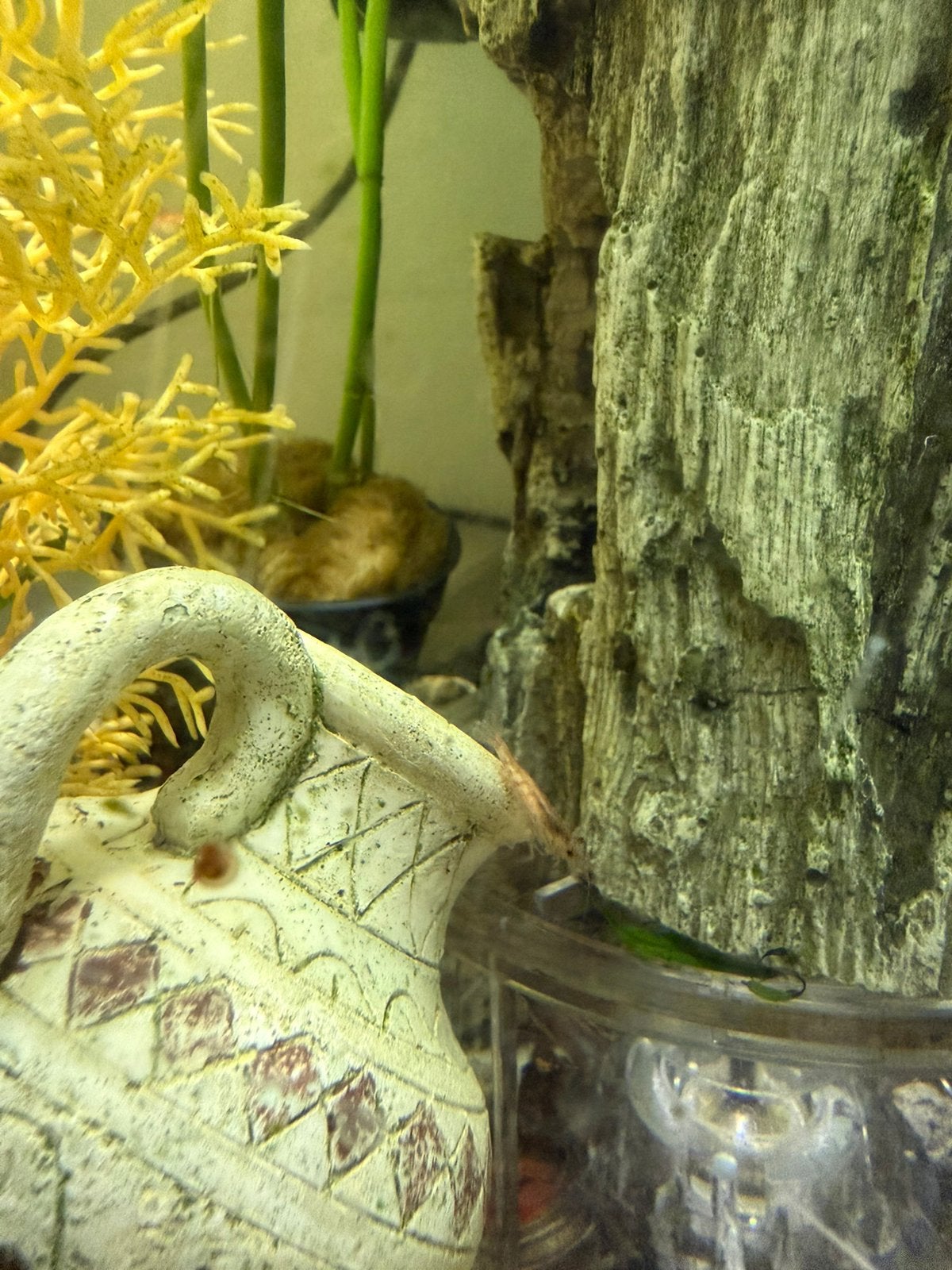 Rode en oranje garnalen, Kreeft, Krab of Garnaal