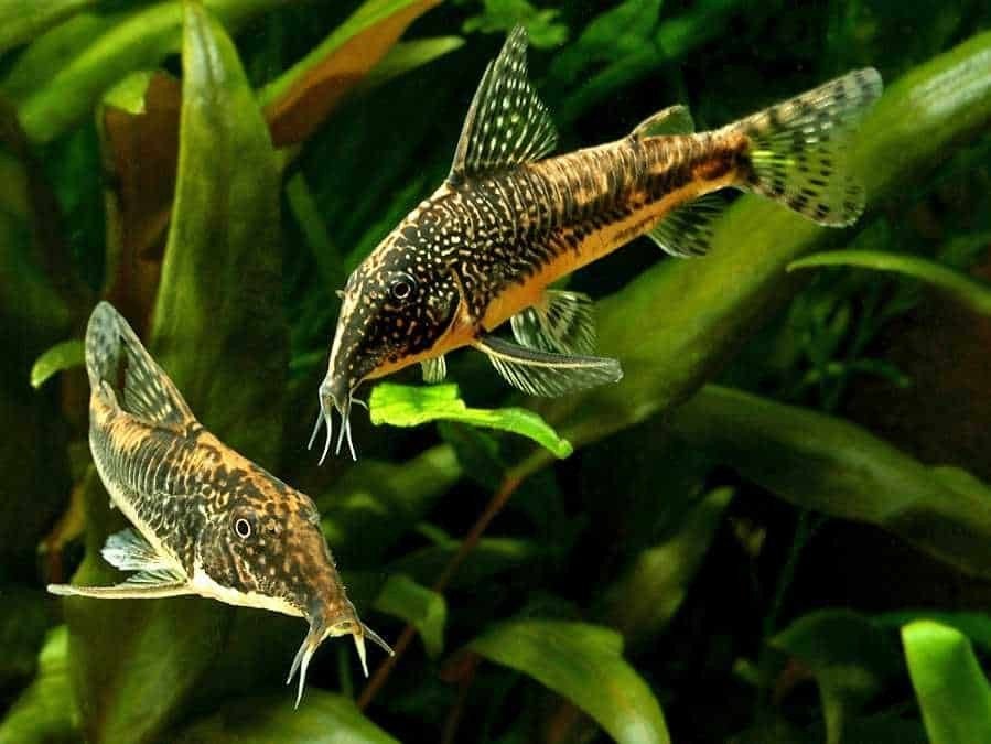 Corydoras Barbatus - Locatie Bilzen BE, Dieren en Toebehoren, Vis, Zoetwatervis, Schoolvis