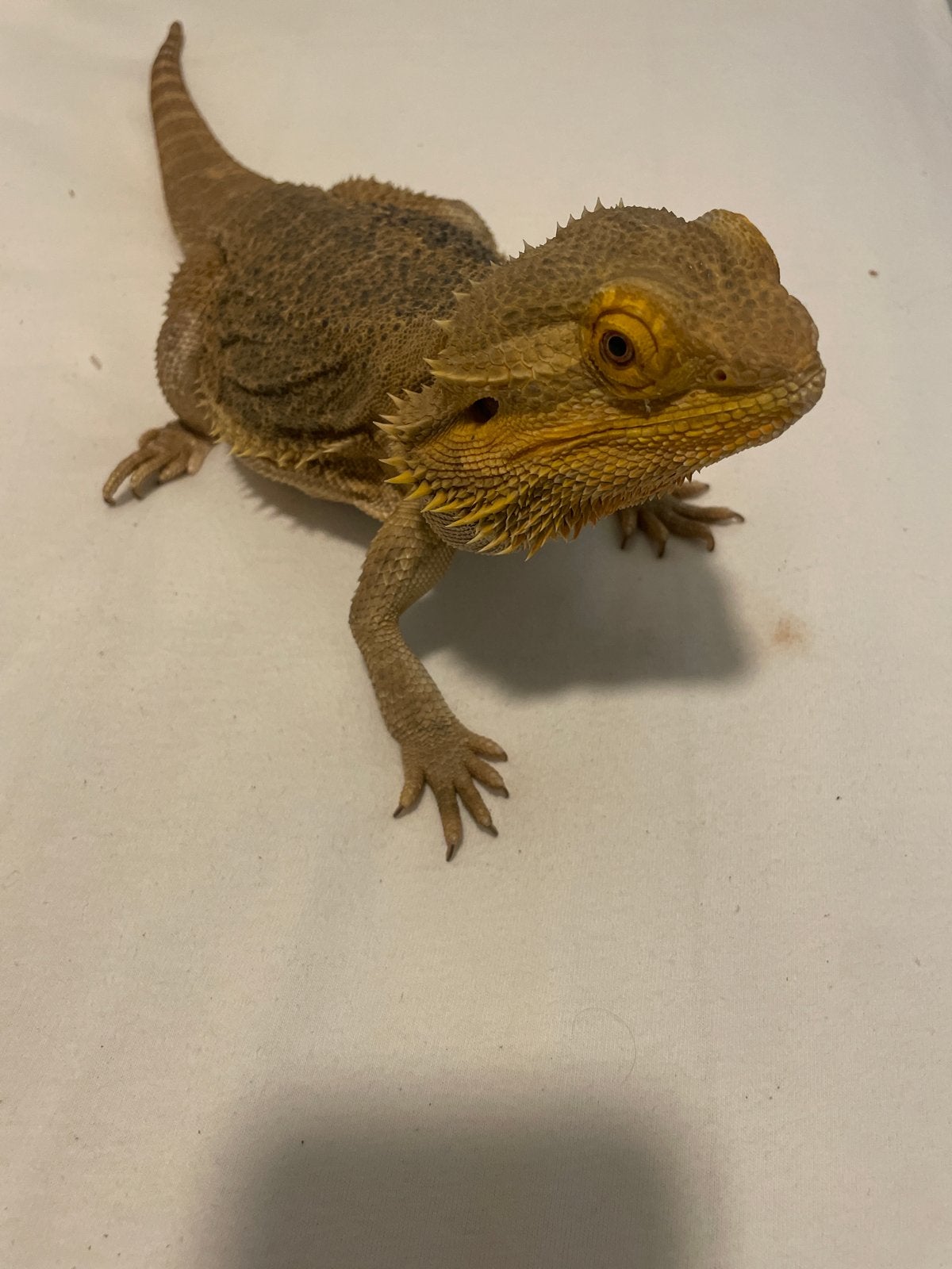 Gezonde baardagaam 3 jaar oud inclusief terrarium, Dieren en Toebehoren, Hagedis, Met terrarium, 3 tot 6 jaar