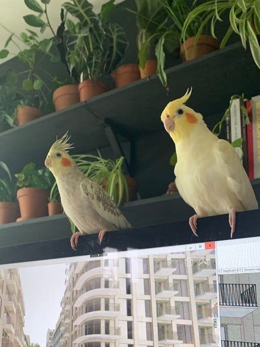 Gouden kooitje gezocht twee valkparkieten, Dieren en Toebehoren, Vogels | Parkieten en Papegaaien, Meerdere dieren, Parkiet, Tam