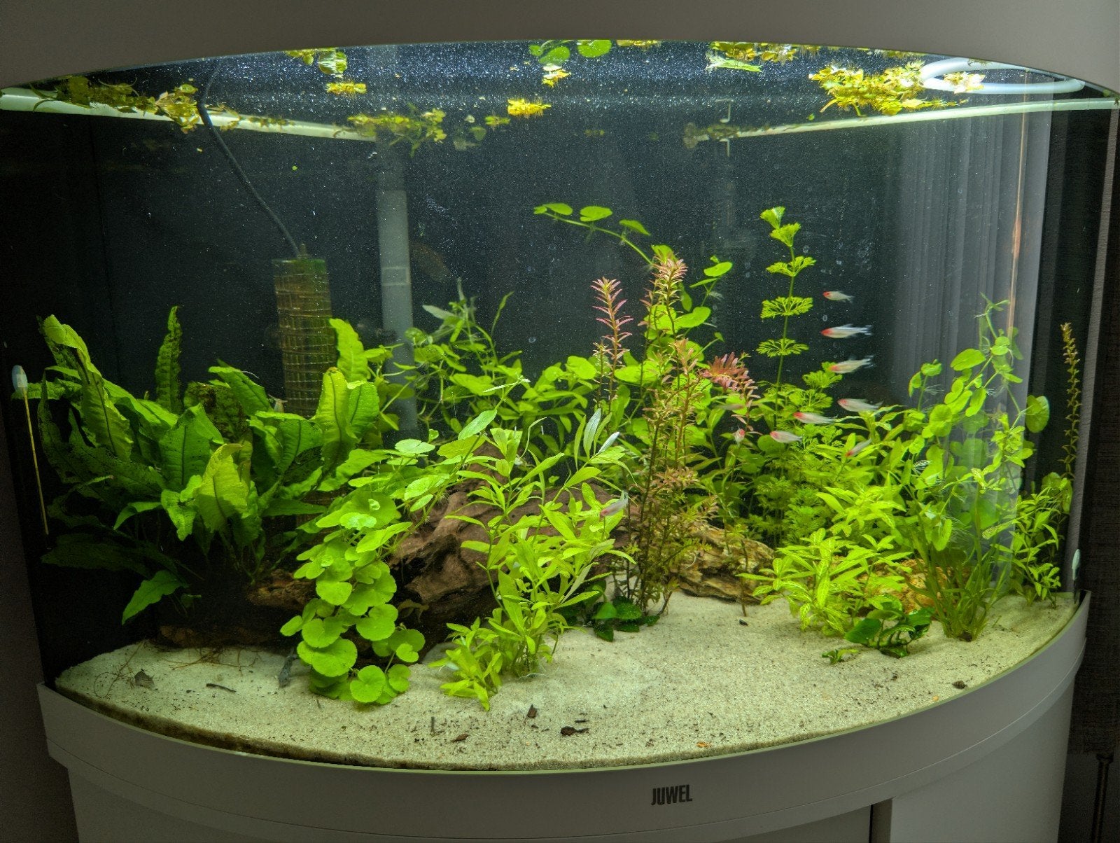 aquarium planten te koop!, Dieren en Toebehoren, Ophalen of Verzenden, Nieuw, Plant(en), Steen of Hout