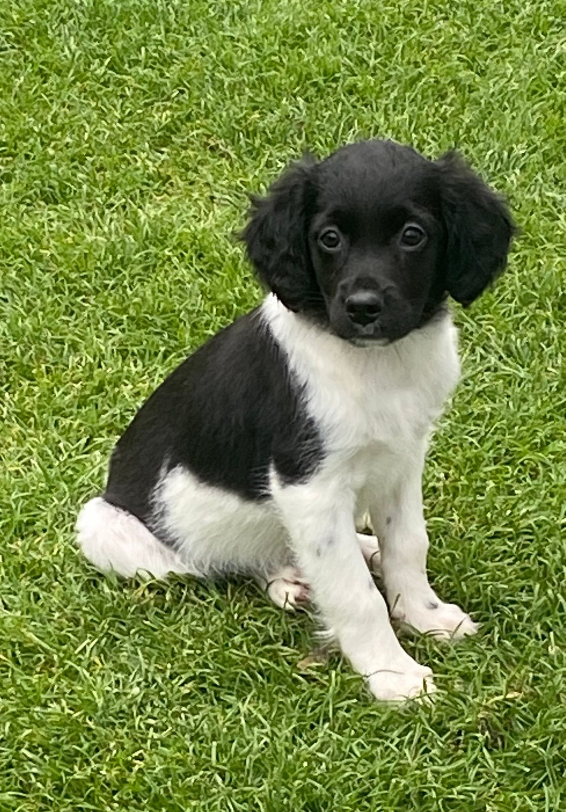 Hele vrolijke en sociale FRIESE STABIJ x HEIDEWACHTEL pups, Parvo, Nederland, 8 tot 15 weken, Meerdere