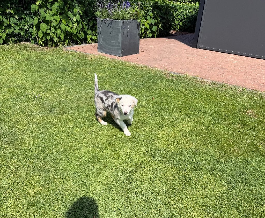 Australian Shepherd x Border Collie pup (reutje), Parvo, Nederland, 8 tot 15 weken, Collie