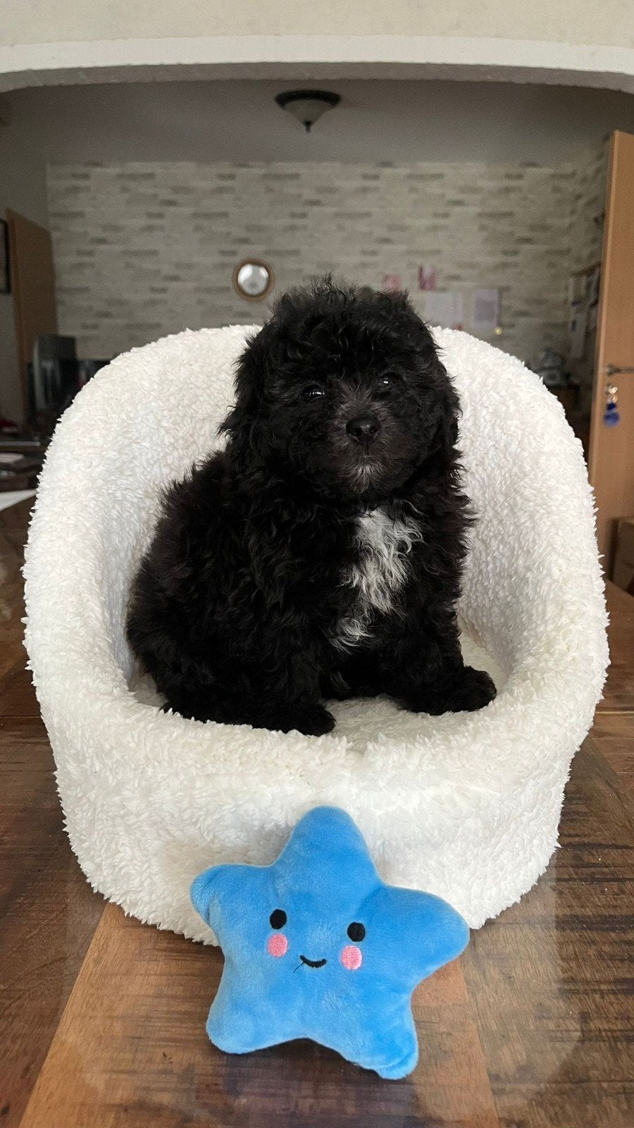 maltipoopups, Parvo, Overige rassen, 8 tot 15 weken, Meerdere dieren