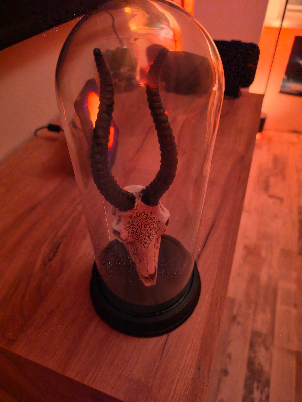 schedel decoratie glazen stolp, Verzamelen, Ophalen of Verzenden, Zo goed als nieuw