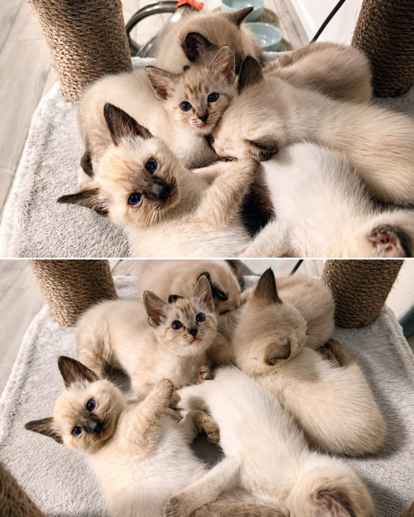 Ragdoll x Siamees 5 kittens over ❤️ Lief, uniek nestje., Dieren en Toebehoren, Katten en Kittens | Raskatten | Korthaar, Meerdere dieren