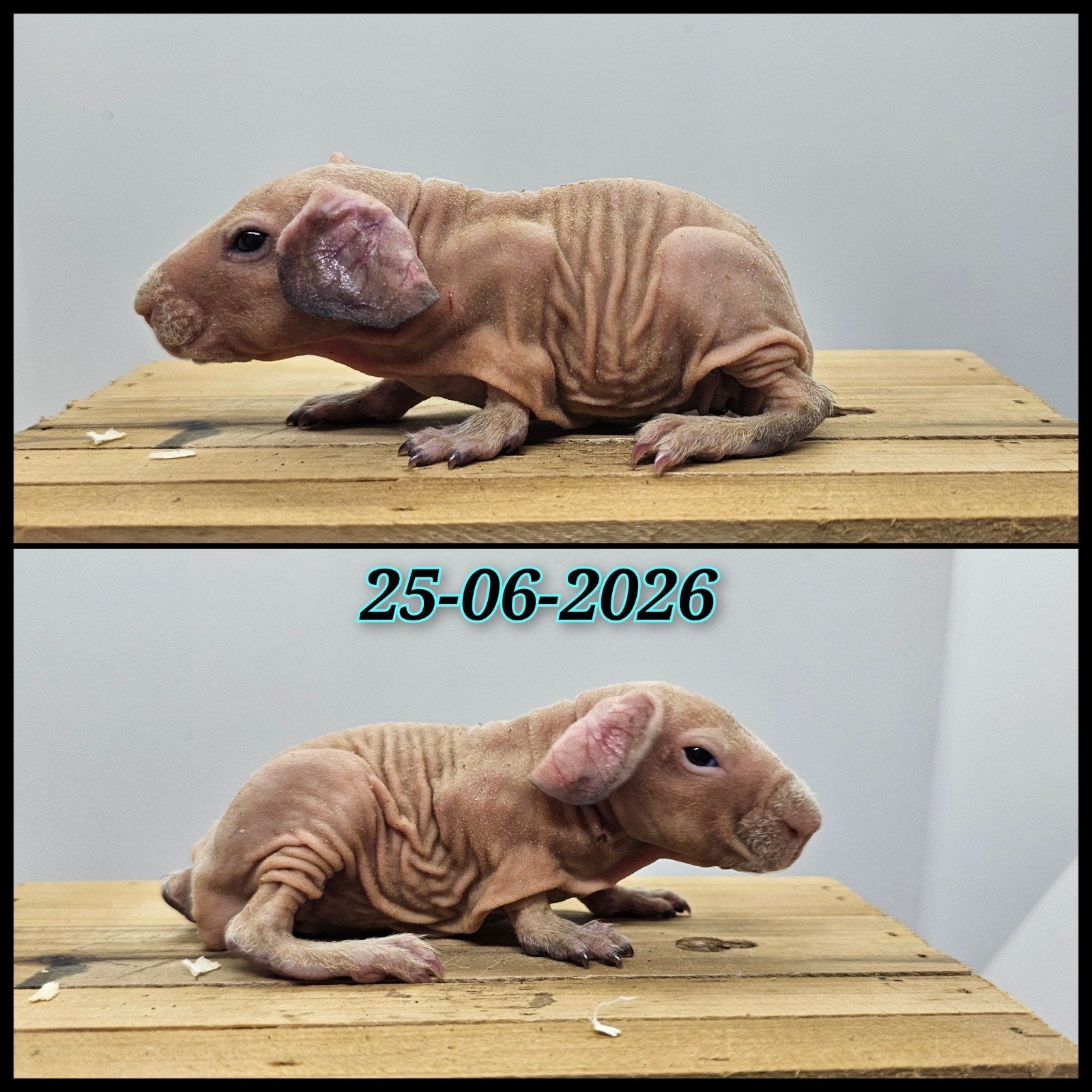 Dalmaat skinny beertje, Dieren en Toebehoren, Knaagdieren, Cavia, Juni, Mannelijk, Tam