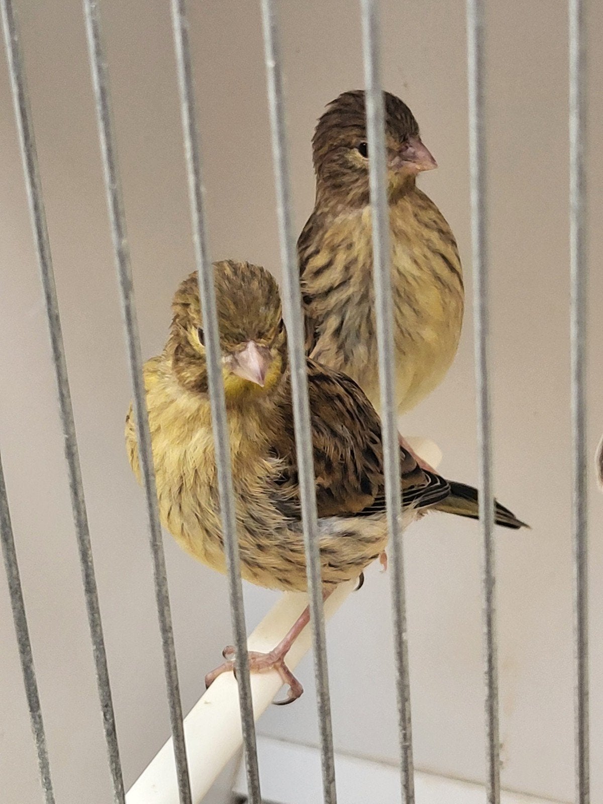 kanaries  groen jonge, Dieren en Toebehoren, Vogels | Kanaries, Geslacht onbekend, Kleurkanarie