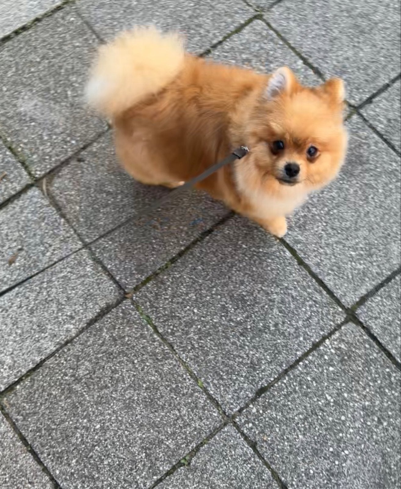 Pomeriaan pup te koop, Dieren en Toebehoren, Particulier, Keeshond, 15 weken tot 1 jaar, Reu