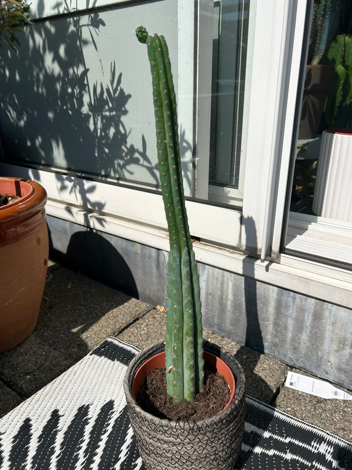 San Pedro-cactus Echinopsis pachanoi,Trichocereus pachanoi, Huis en Inrichting, Ophalen, Cactus, Volle zon, Minder dan 100 cm