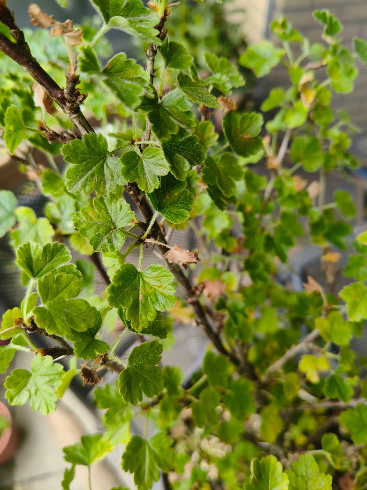 Kruisbes – Gooseberry – Sterke fruitstruik met gezonde groei, Ophalen, Overige soorten, Minder dan 100 cm