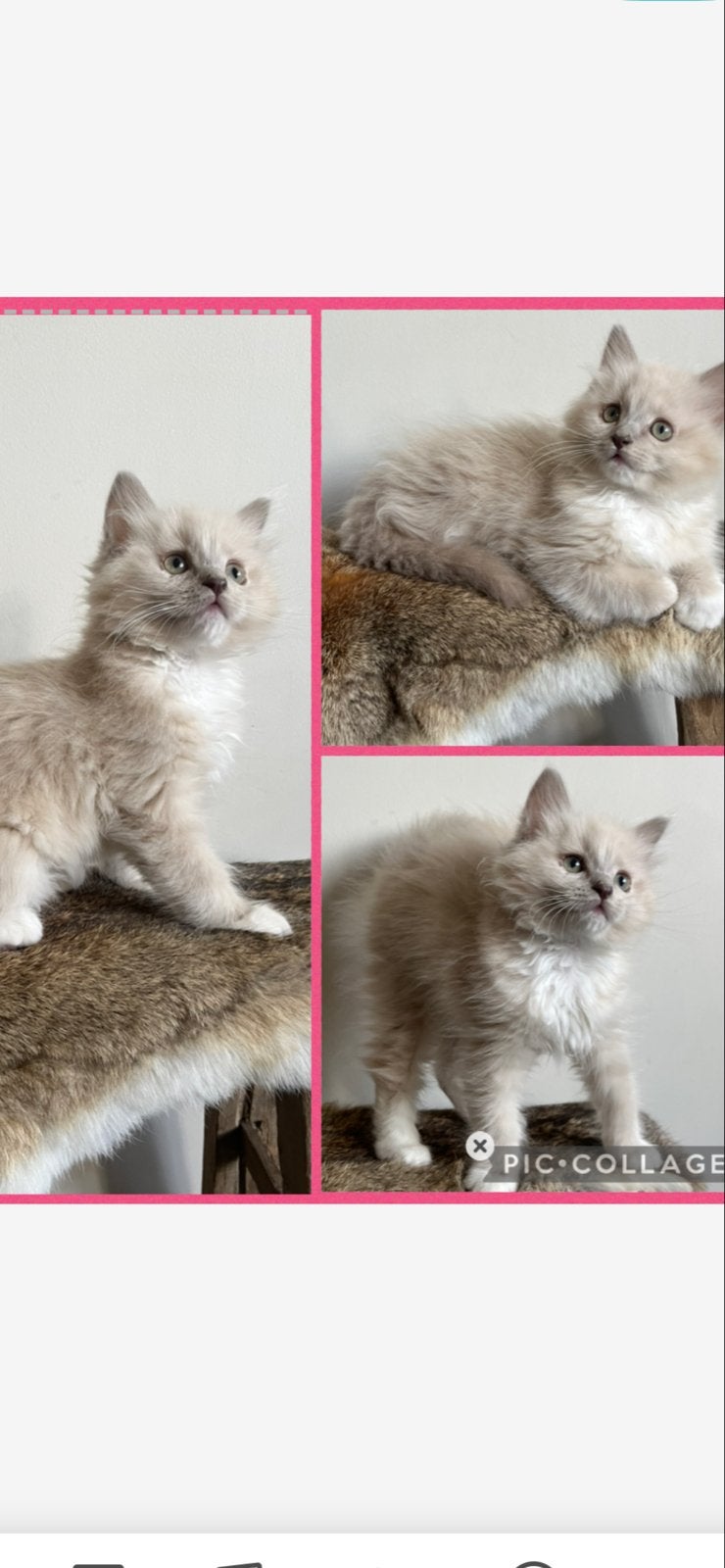 Ragdoll kitten met stamboom mag verhuizen, Dieren en Toebehoren, Poes, Met stamboom, 0 tot 2 jaar