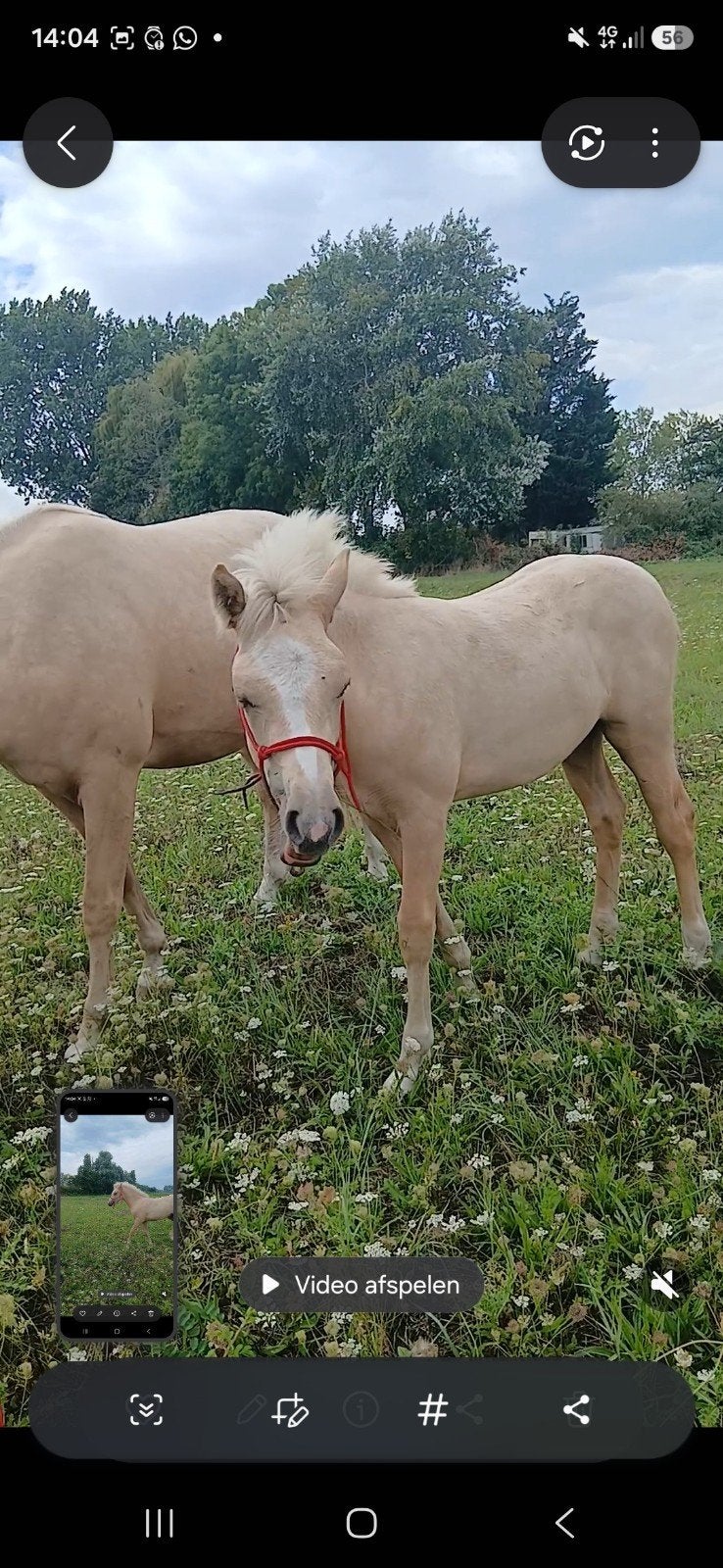 Connemara D palomino hengst veulen, Dieren en Toebehoren, Pony's, Met stamboom, Niet van toepassing, 0 tot 2 jaar, Hengst